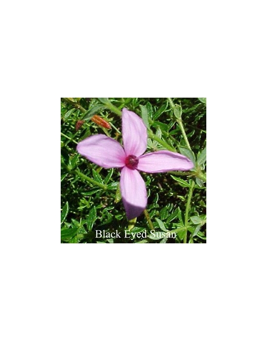 Black Eyed Susan Fiori Australiani Australian Flower Essences