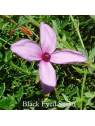Black Eyed Susan Fiori Australiani Australian Flower Essences