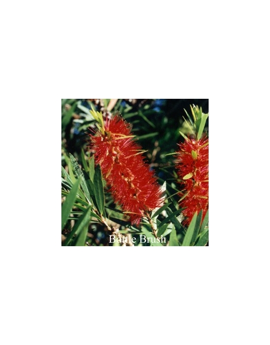 Bottlebrush fiori australiani Australian Flower Essences