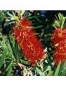 Bottlebrush fiori australiani Australian Flower Essences