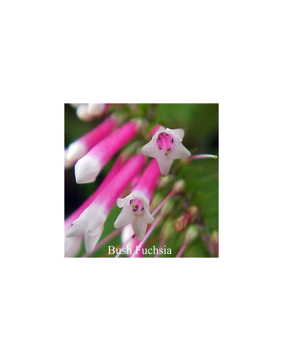 Bush Fuchsia Buschblüten Australian Flower Essences
