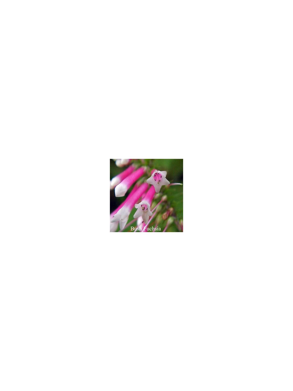 Bush Fuchsia Flower