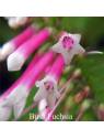 Bush Fuchsia Buschblüten Australian Flower Essences