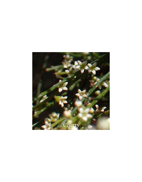 Cherry Flower Australian Flower Essences