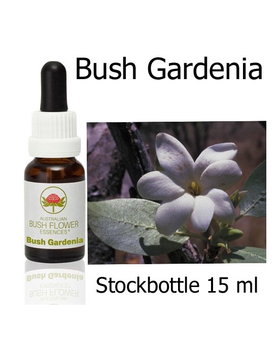Bush Gardenia Australian Bush Flower Essences