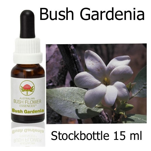 Bush Gardenia Australian Bush Flower Essences