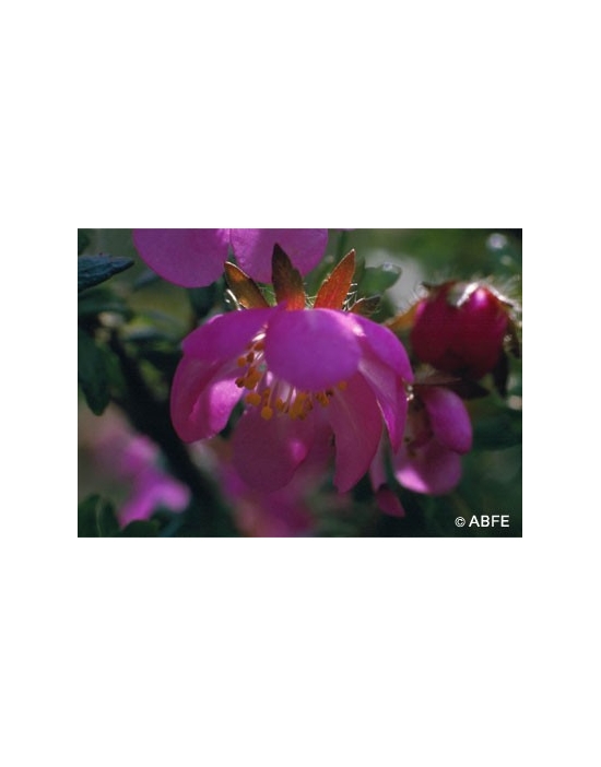 Dog Rose Flower Australian Bush Flower Essences