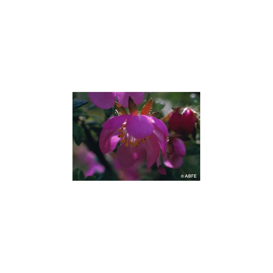 Australian Bush Flower Essences Fiori Australiani Dog Rose
