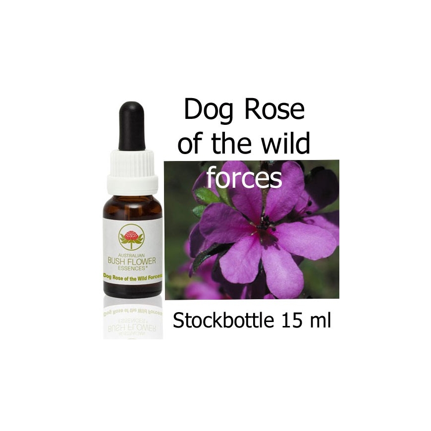 DOG ROSE OF THE WILD FORCES Australian Bush Flower Essences