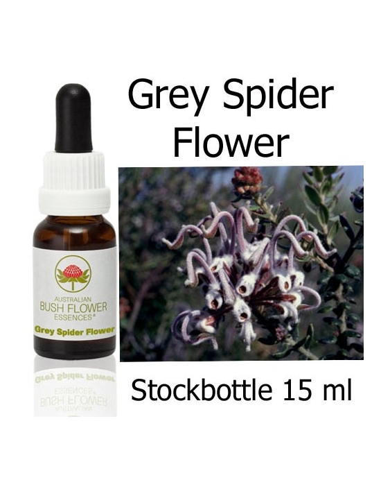 Australische Buschblüten Grey Spider Flower Stockbottles Australian Bush Flower Essences