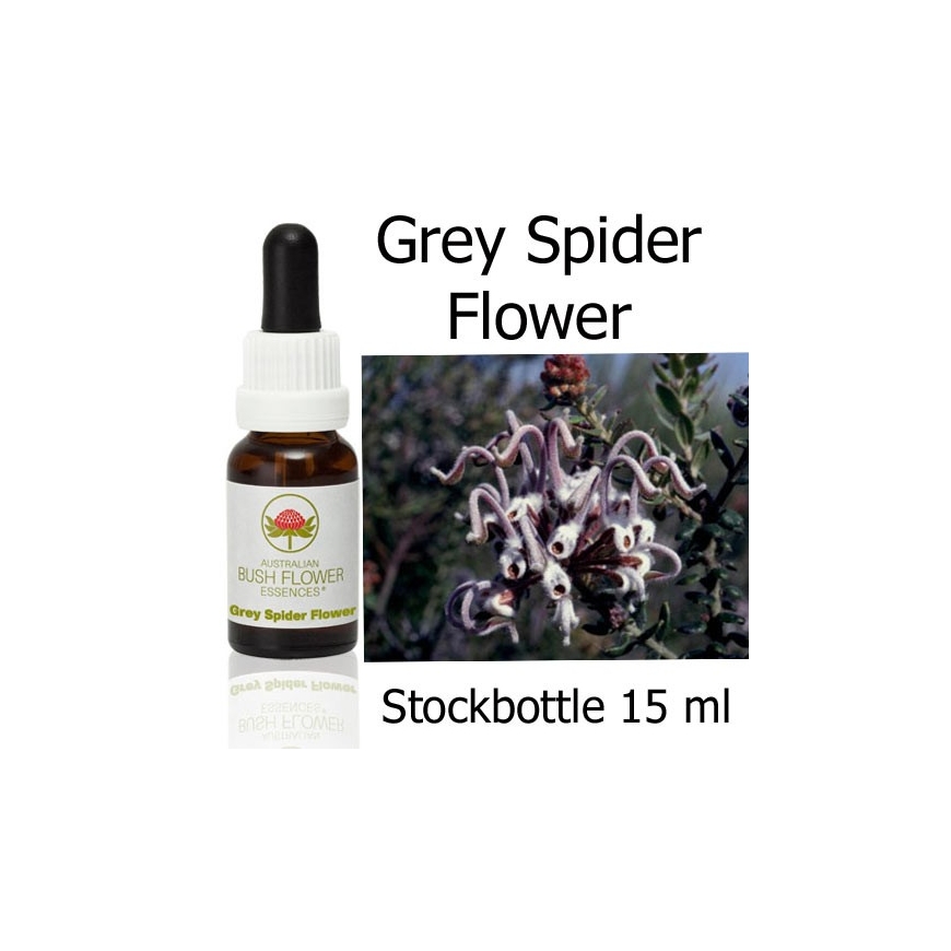 Australische Buschblüten Grey Spider Flower Stockbottles Australian Bush Flower Essences