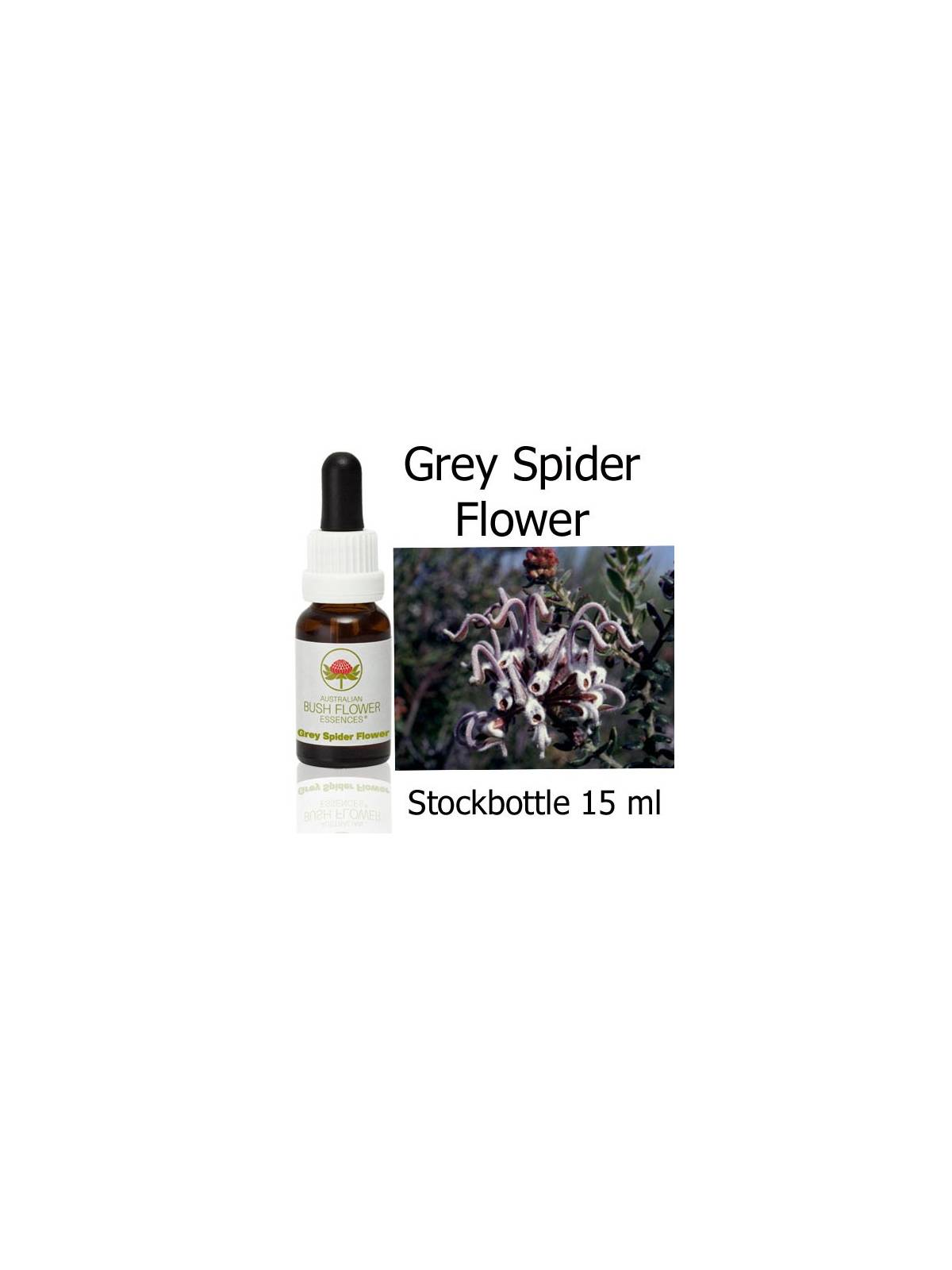 Grey Spider Flower Australian Bush Flower Essences Stockbottles
