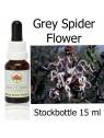 Grey Spider Flower Australian Bush Flower Essences Stockbottles