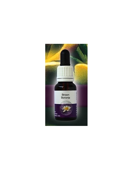 Brown Boronia Living Essences Stockbottle 15 ml Fiori Australiani