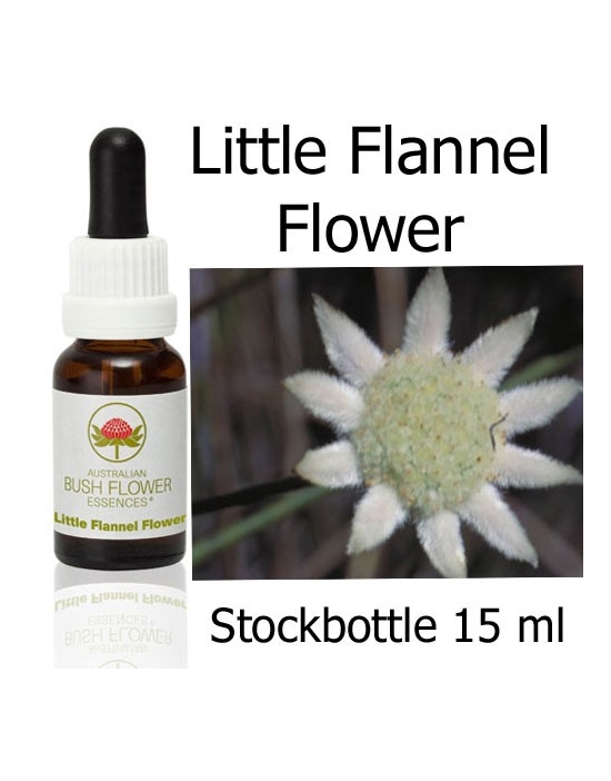 Australische Buschblüten Stockbottles Little Flannel Flower Fiori Australiani