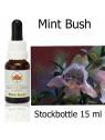 Australische Buschblüten Stockbottles Mint Bush Australian Bush Flower Essences