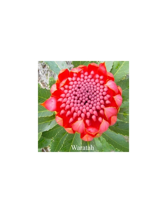 Waratah fiore