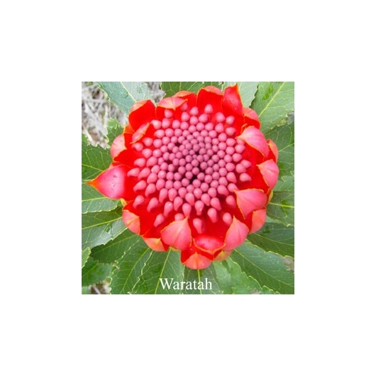 Waratah Australian Flower Essences
