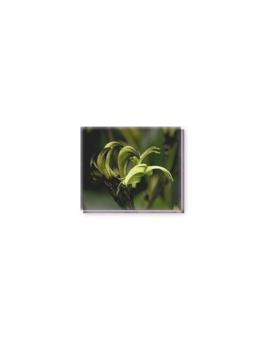Fiore Black Kangaroo Paw Living Essences