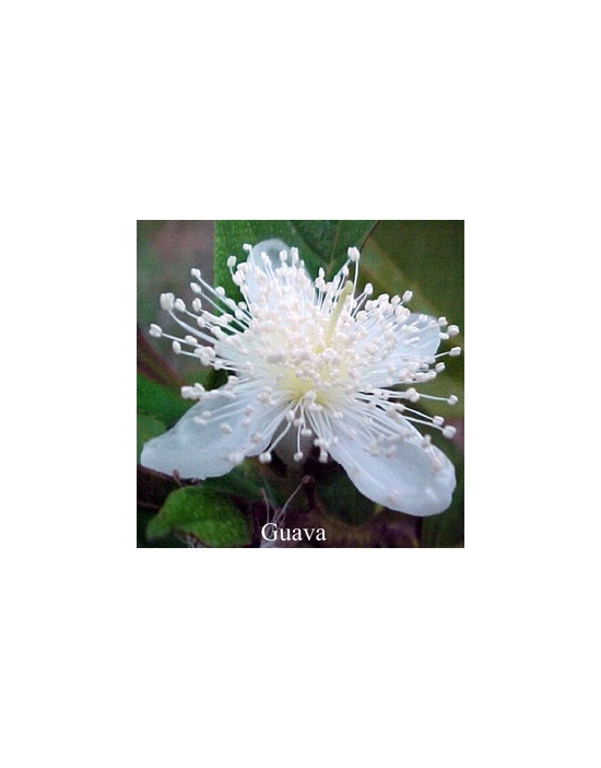 GUAVA 15 ml Australian Flower Essences Fiori Australiani