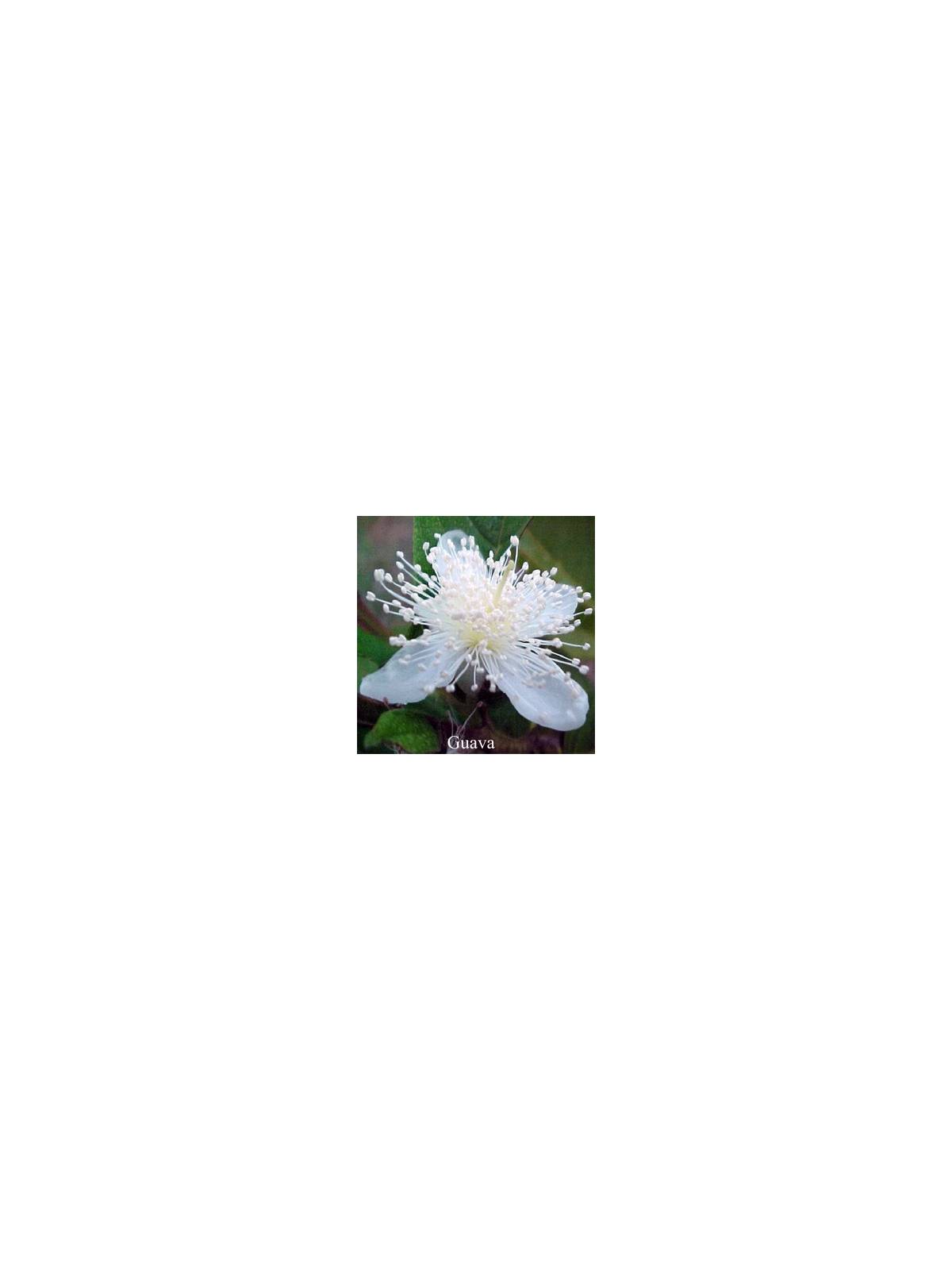 GUAVA  Australian Flower Essences Buschblüten Blüte
