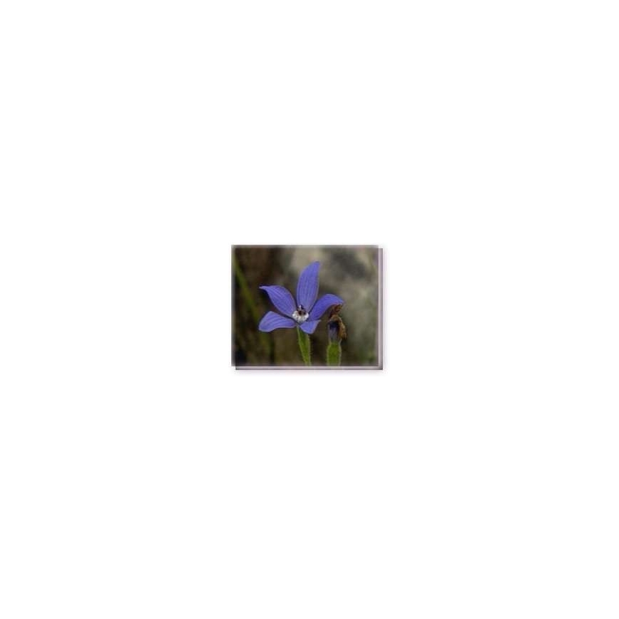 Buschblüten Blue China Orchid Living Essences