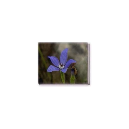 Bachblüten Blue China Orchid Living Essences