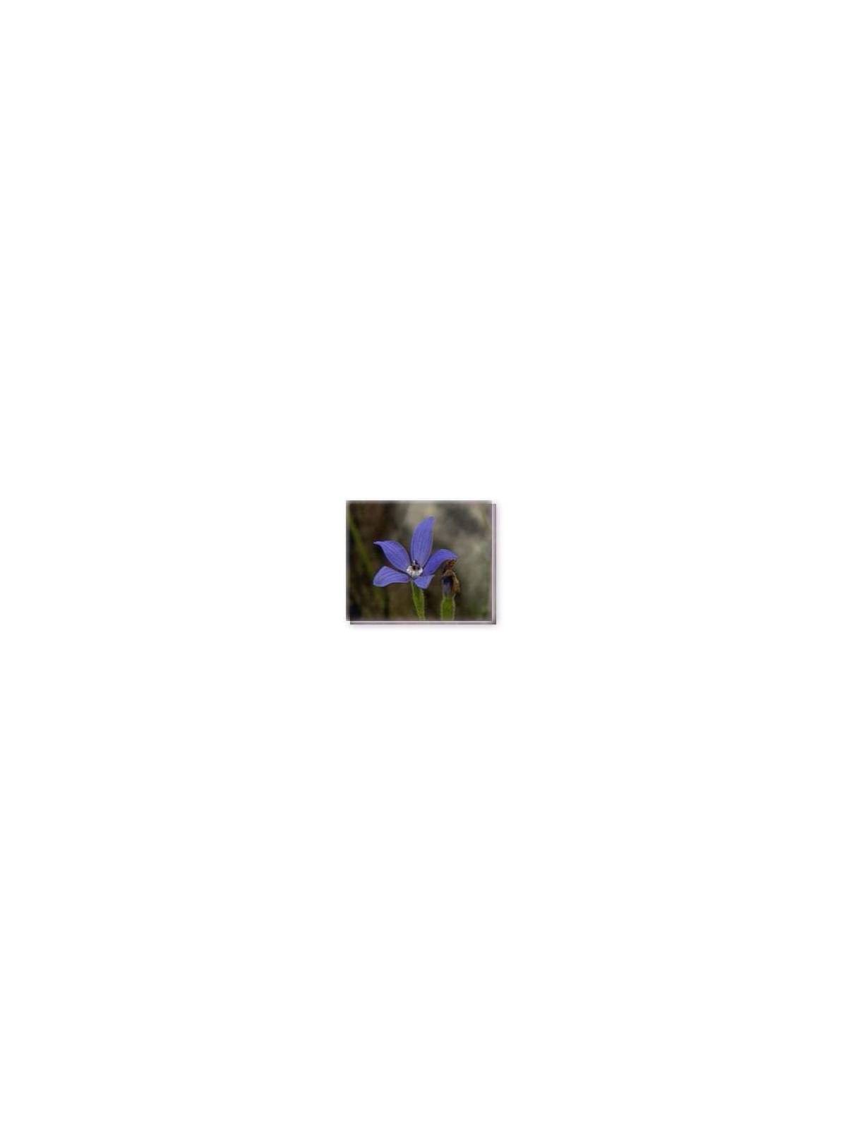 Buschblüten Blue China Orchid Living Essences