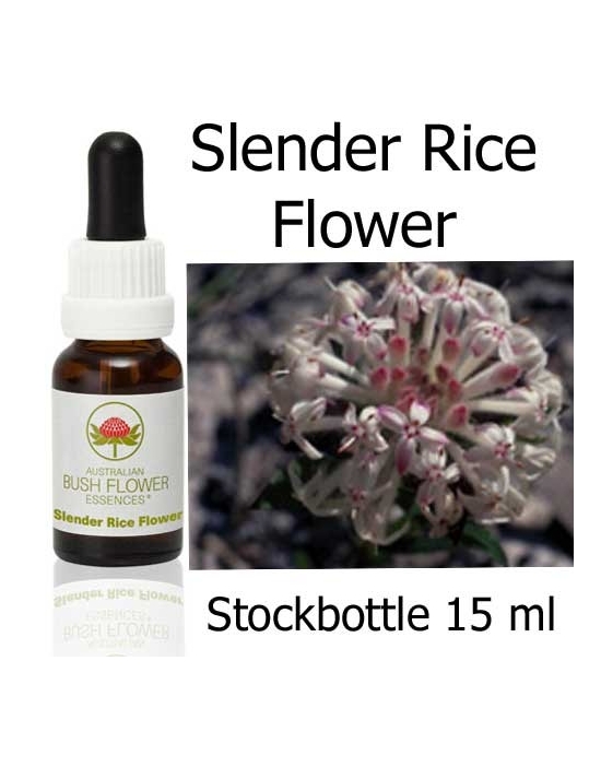 Australische Buschblüten Slender Rice Flower Australian Bush Flower Essences Stockbottles