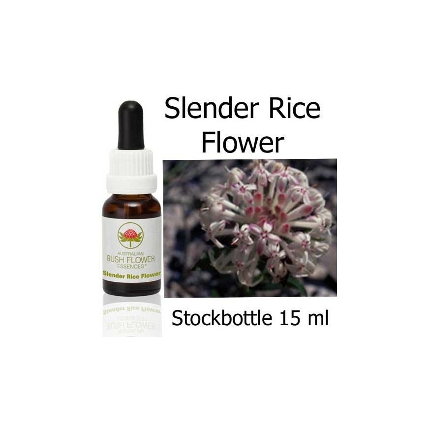 Slender Rice Flower Australian Bush Flower Essences stockbottles