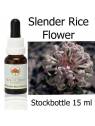 Slender Rice Flower Australian Bush Flower Essences stockbottles