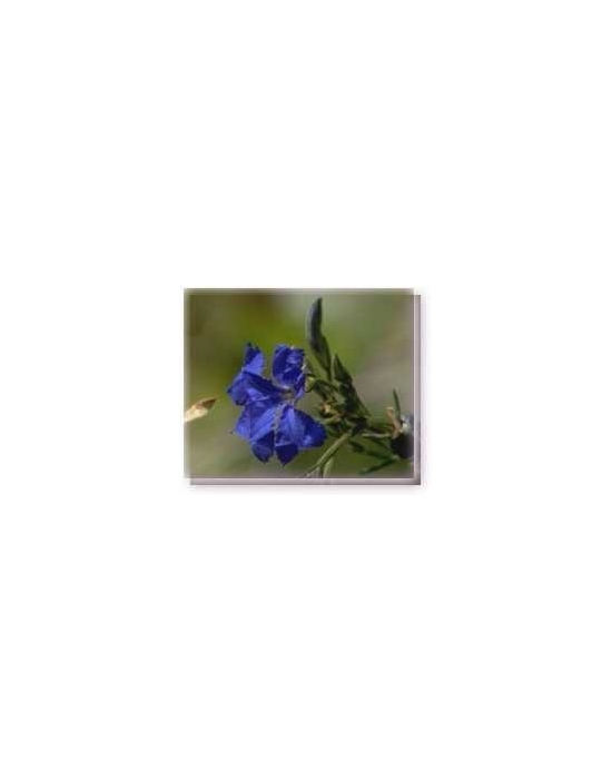 Bachblüten Blue Leschenaultia Linving Essences