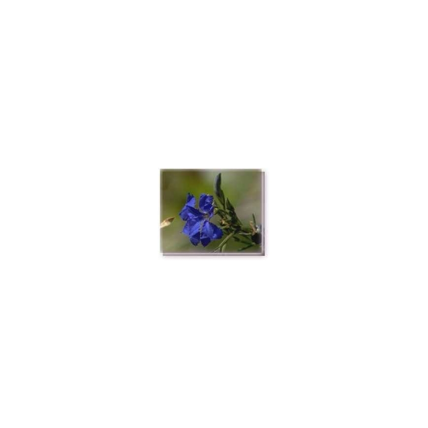 Buschblüten Blue Leschenaultia Living Essences
