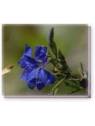 Blue Leschenaultia Linving Essences of Australia