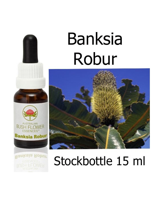 Buschblüten Banksia Robur Stockbottles Australian Bush Flower Essences