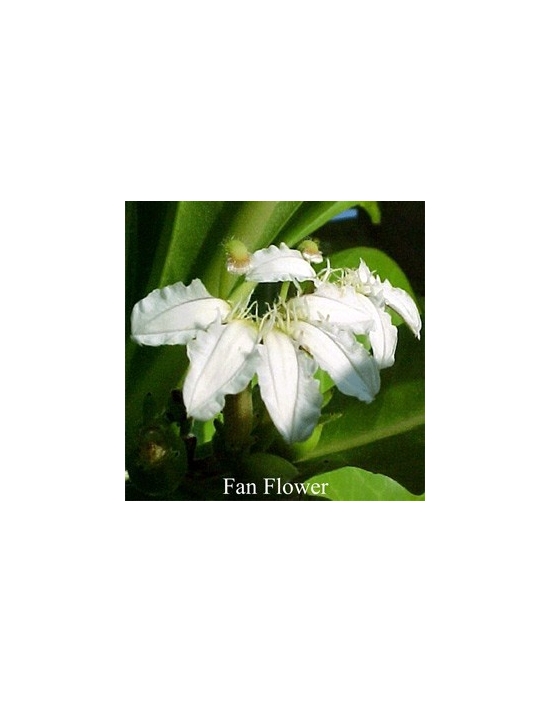 Fiori Australiani Fan Flower Australian Flower Essences