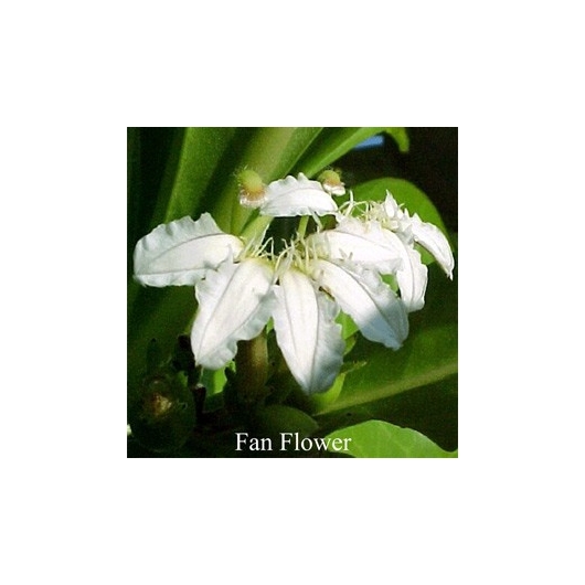 Fan Flower