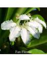 Fan Flower by Australian Flower Essences