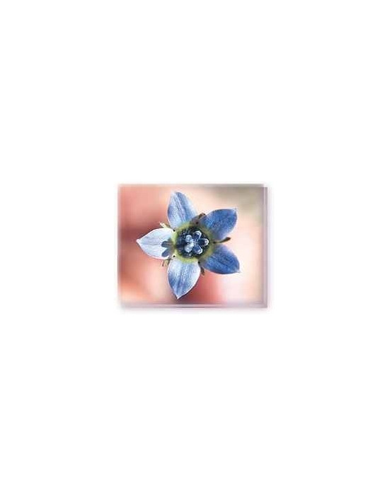 Fiore Cape Bluebell Living Essences