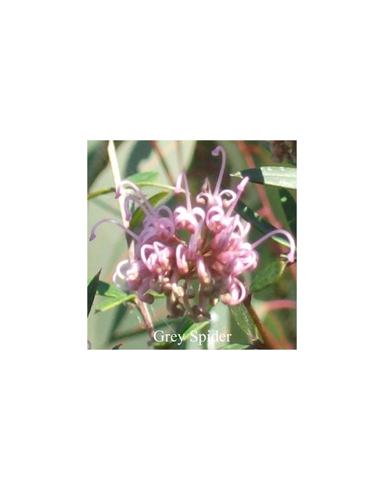 Fiori Australiani GREY SPIDER Australian Flower Essences