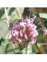 GREY SPIDER Australian Flower Essences Buschblüten Blüte