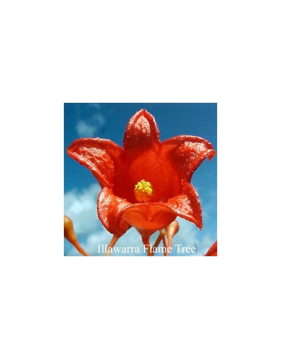 Fiori Australiani ILLAWARRA FLAME TREE 15 ml Australian  Flower Essences fiore