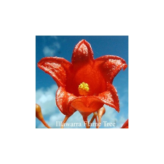 Illawarra Flame Tree Flower
