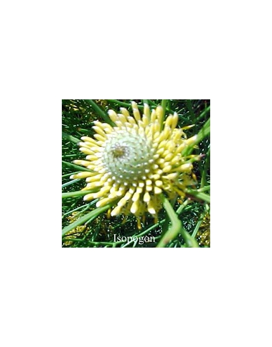 Isopogon Australische Buschblüten Australian Flower Essences