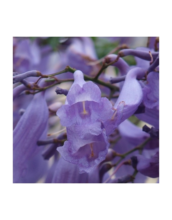Jacaranda flower Australian Flower Essences