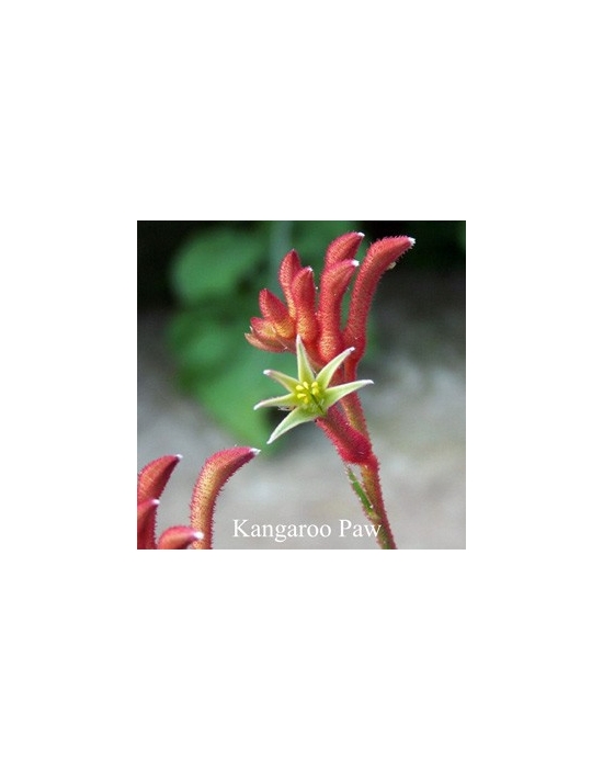 KANGAROO PAW Flower