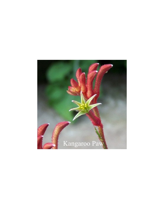 Kangaroo Paw Australische Buschblüten Australian Flower Essences Blüte