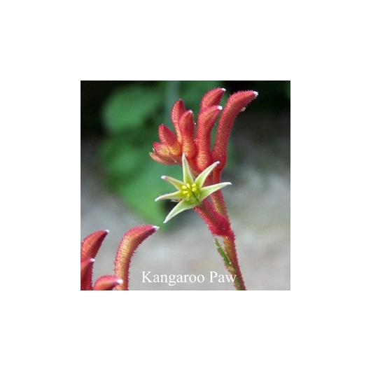 KANGAROO PAW Flower