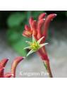 KANGAROO PAW flower Australian Flower Essences