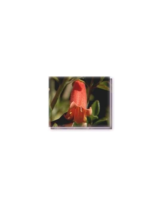 Fiore Correa Living Essences